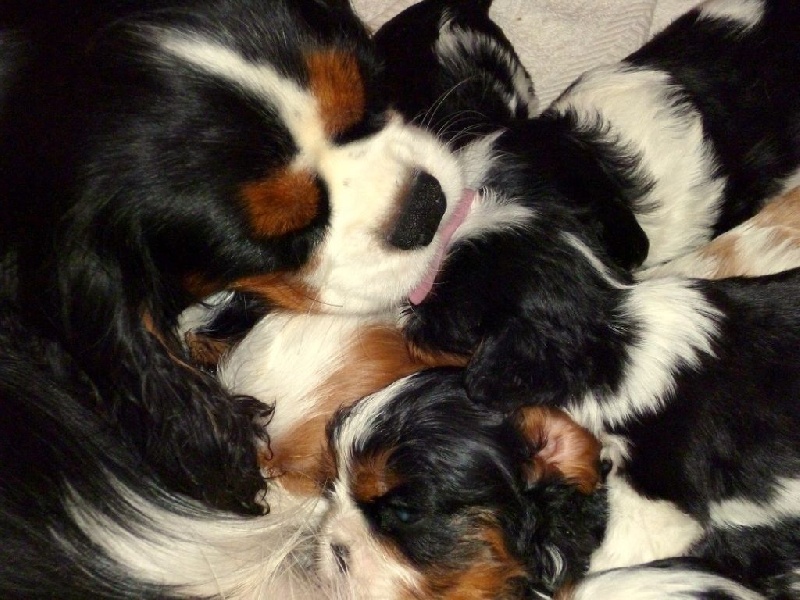 des Cavaliers De Leysdire - Cavalier King Charles Spaniel - Portée née le 22/09/2015