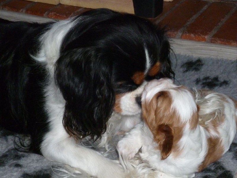 des Cavaliers De Leysdire - Cavalier King Charles Spaniel - Portée née le 10/04/2015