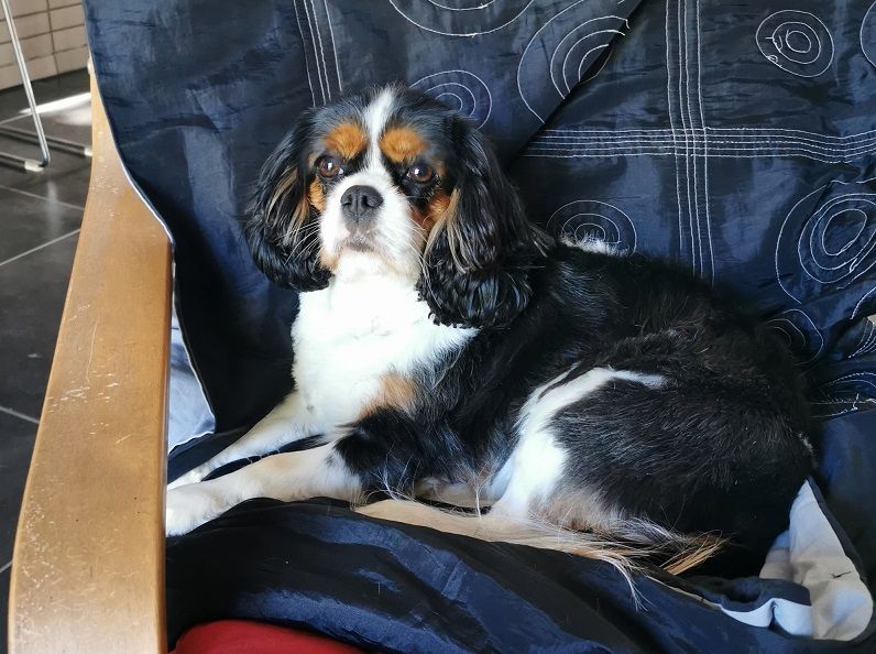 Maya des Cavaliers De Leysdire
