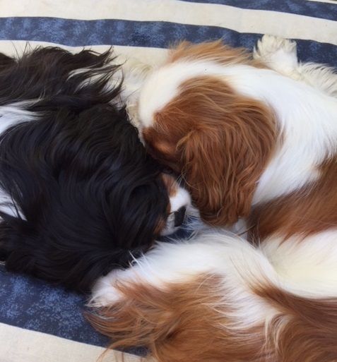 des Cavaliers De Leysdire - MEDEE & NINON
