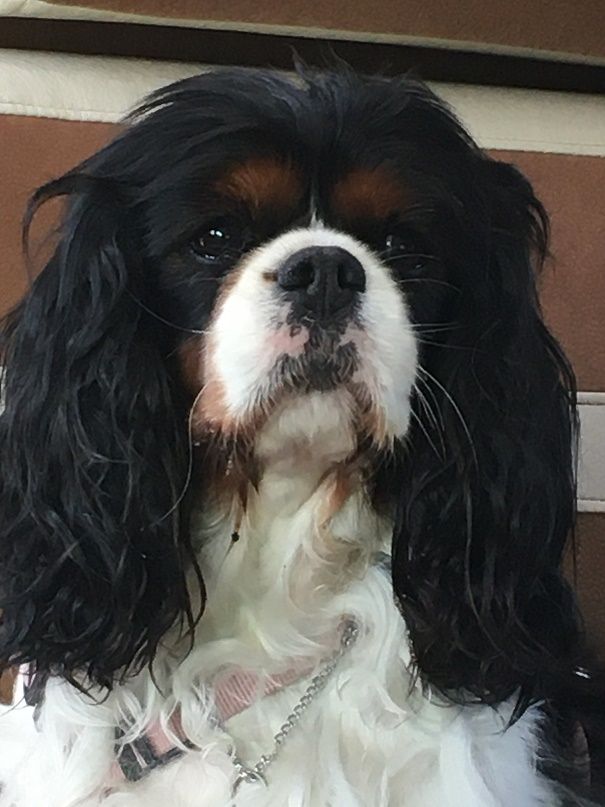 des Cavaliers De Leysdire - JADE POSE