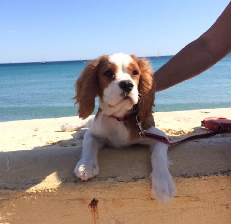 des Cavaliers De Leysdire - PEPS EN VACANCES