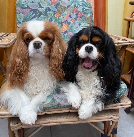 des Cavaliers De Leysdire - MEDEE & NINON