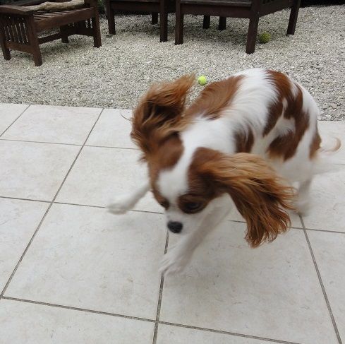 des Cavaliers De Leysdire - MALOU