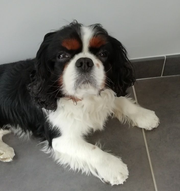 des Cavaliers De Leysdire - LECCHI 6EME ANNIVERSAIRE