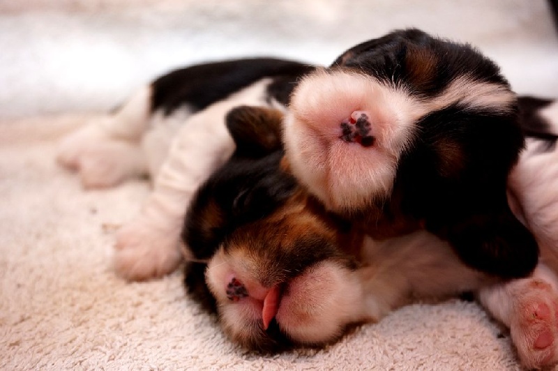 des Cavaliers De Leysdire - Cavalier King Charles Spaniel - Portée née le 09/07/2016
