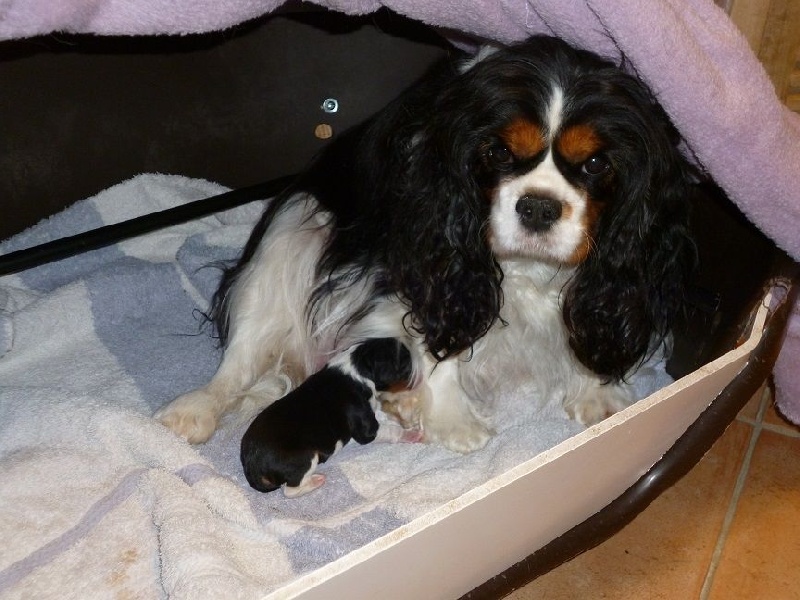 des Cavaliers De Leysdire - Cavalier King Charles Spaniel - Portée née le 26/12/2016
