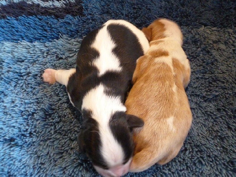 des Cavaliers De Leysdire - Cavalier King Charles Spaniel - Portée née le 07/12/2016