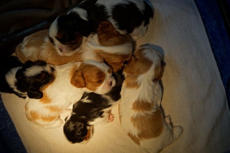 des Cavaliers De Leysdire - Cavalier King Charles Spaniel - Portée née le 11/10/2016