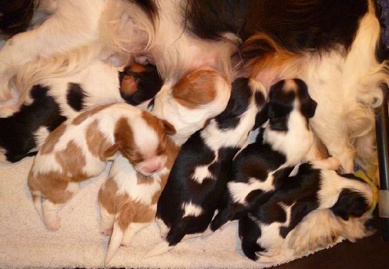 des Cavaliers De Leysdire - Cavalier King Charles Spaniel - Portée née le 27/07/2016